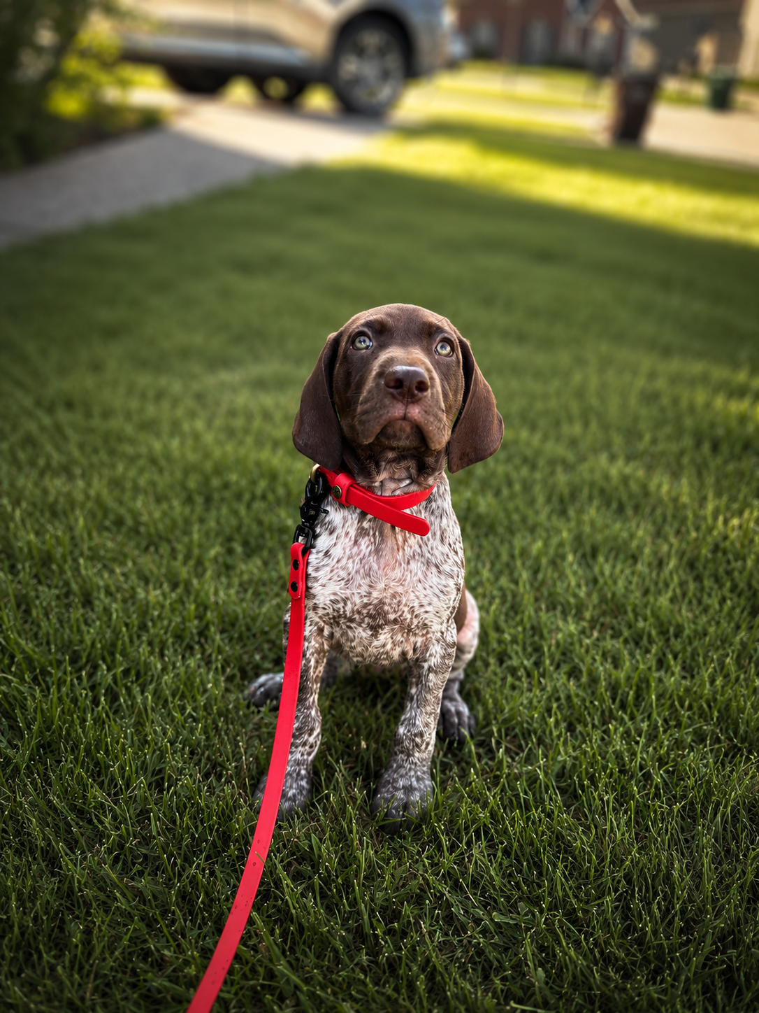 Young brown and white speckled Labrador Retriever puppy relaxing on green grass while boarding